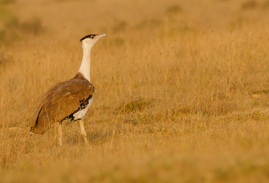 the bustards of this country